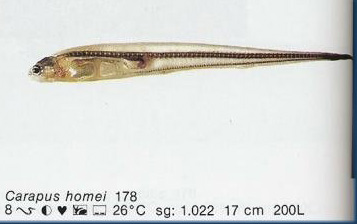 Carapus homei